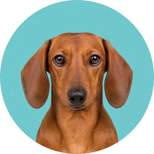 Retrato frontal de cachorro da raça Salsicha Dachshund em fundo turquesa