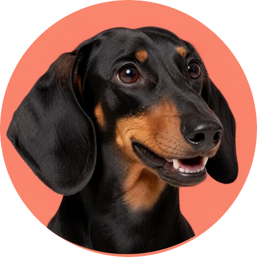 Retrato em ângulo três quartos de cachorro da raça Salsicha Dachshund em fundo coral