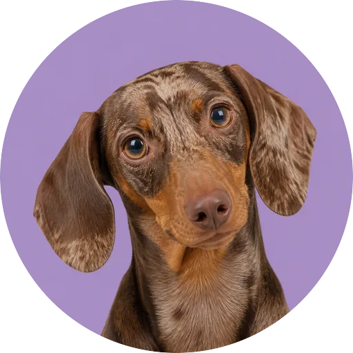 Retrato de cachorro da raça Salsicha Dachshund com leve inclinação da cabeça em fundo lilás