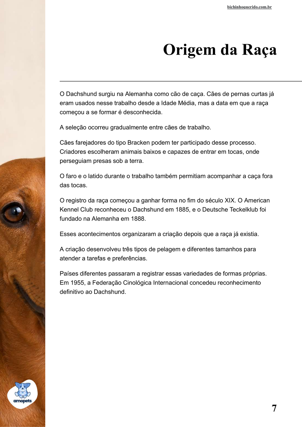 origem da raça no e-book Guia de Como Cuidar do Salsicha Dachshund
