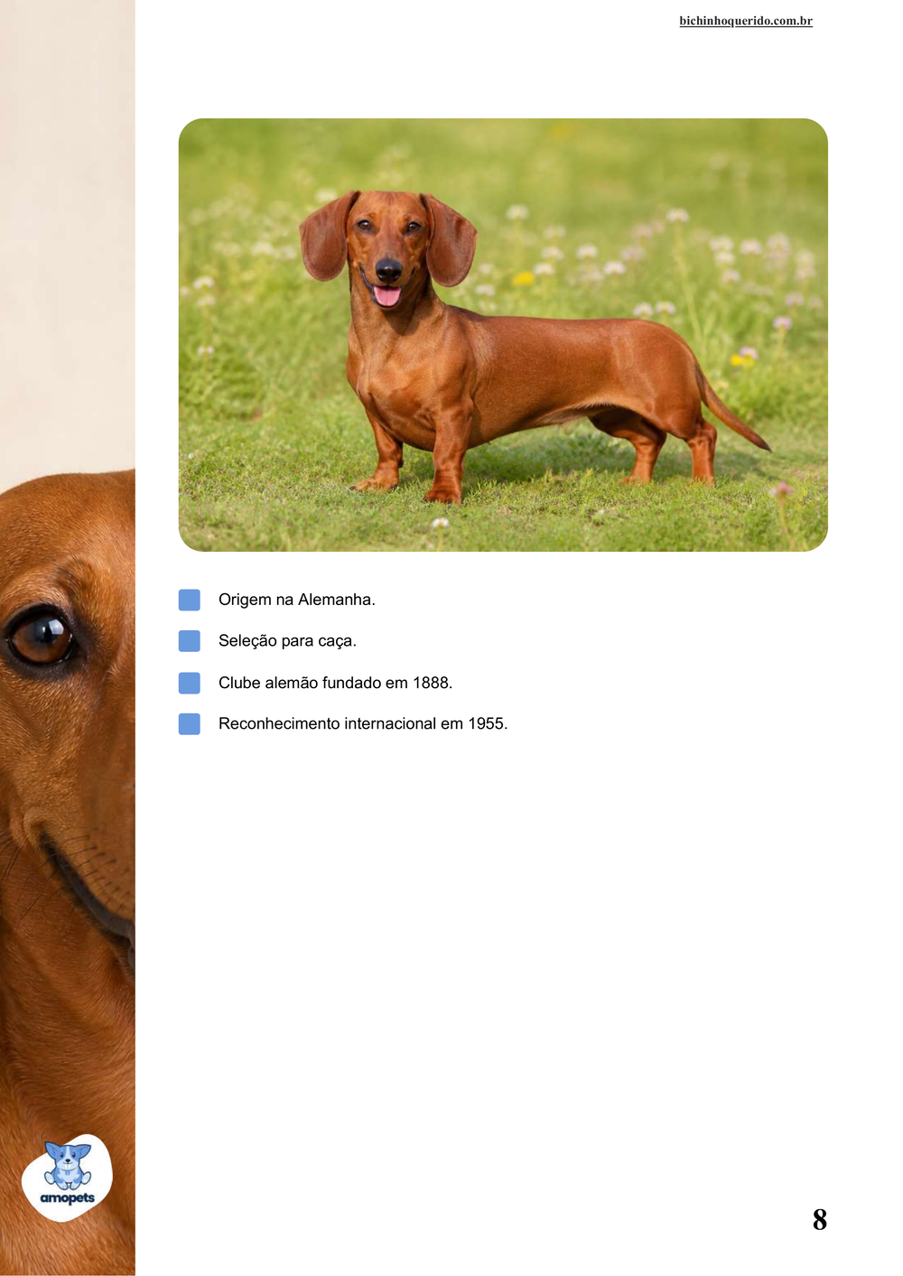 características do Salsicha Dachshund no e-book Guia de Como Cuidar do Salsicha Dachshund