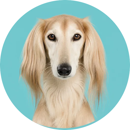 Retrato frontal de cachorro da raça Saluki em fundo turquesa