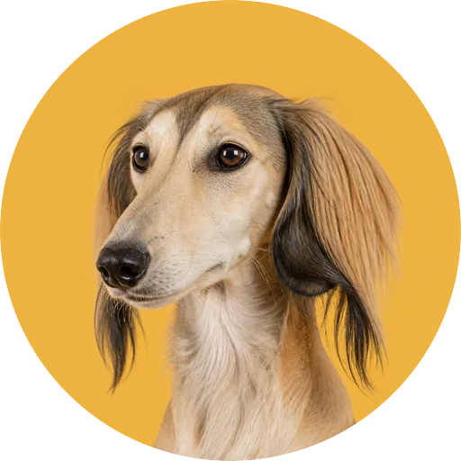Retrato em ângulo três quartos de cachorro da raça Saluki em fundo mostarda