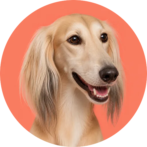 Retrato em ângulo três quartos de cachorro da raça Saluki em fundo coral