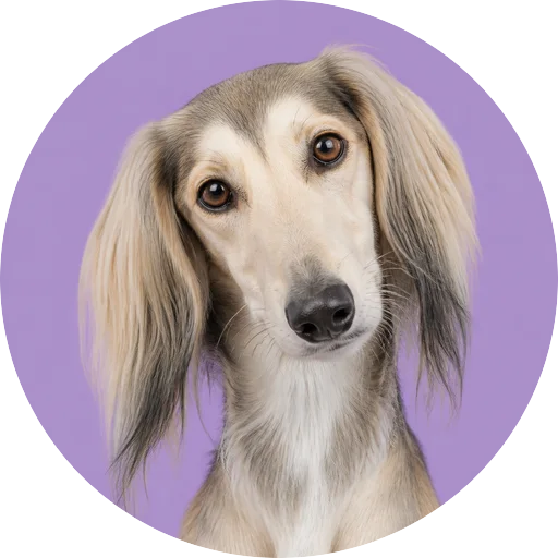 Retrato de cachorro da raça Saluki com leve inclinação da cabeça em fundo lilás