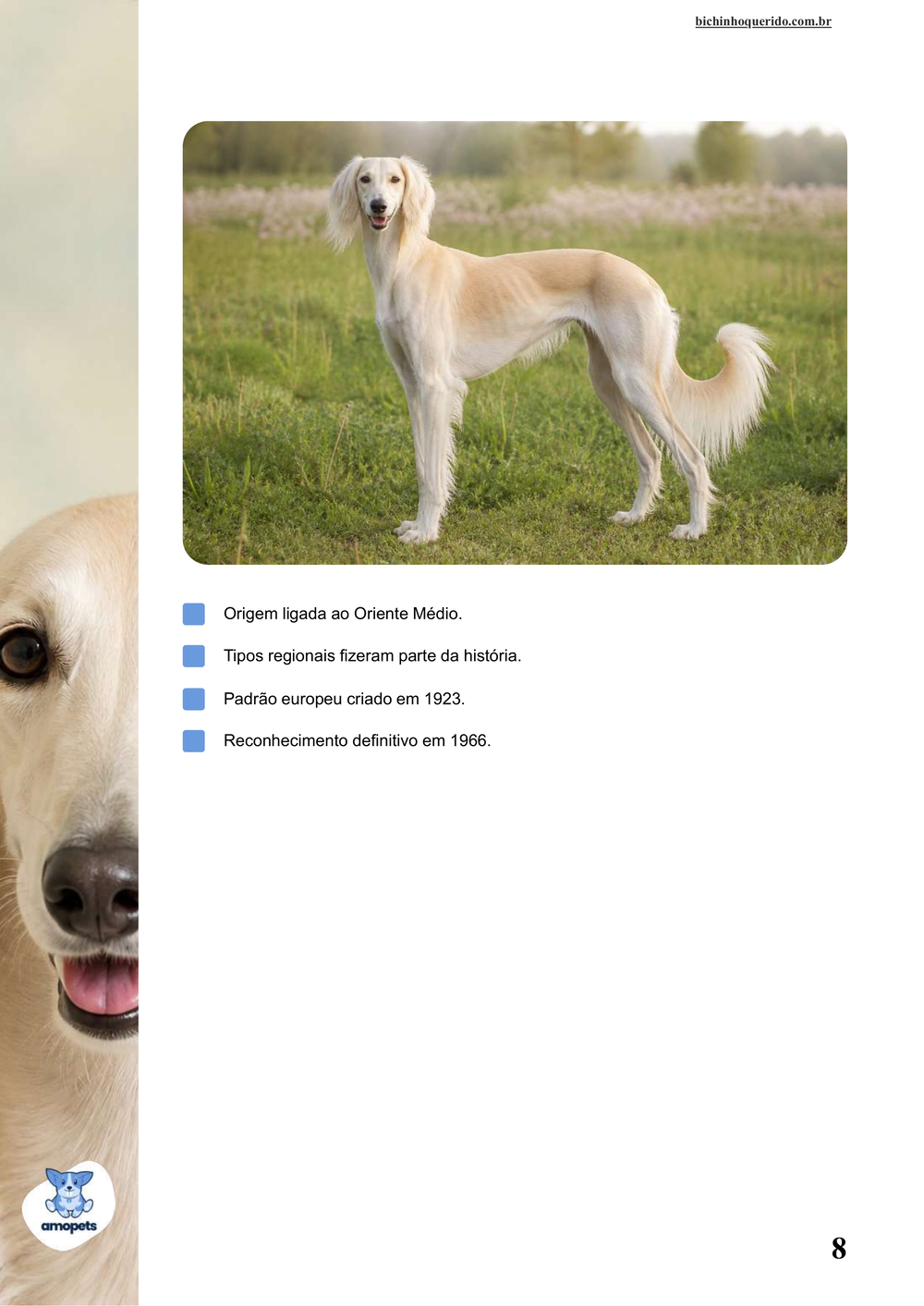 características do Saluki no e-book Guia de Como Cuidar do Saluki