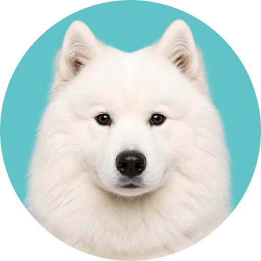 Retrato frontal de cachorro da raça Samoieda em fundo turquesa
