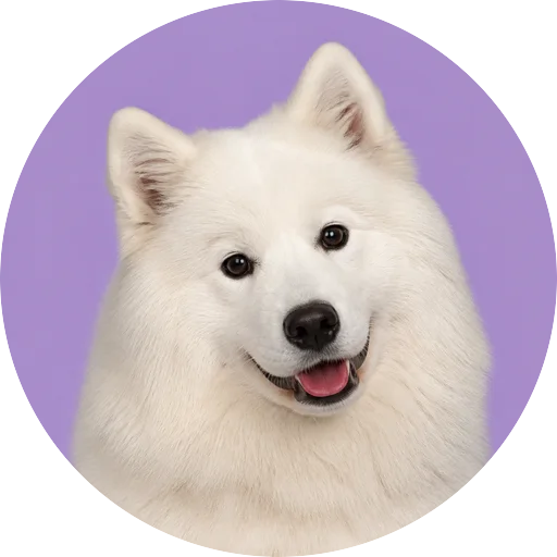 Retrato de cachorro da raça Samoieda com leve inclinação da cabeça em fundo lilás