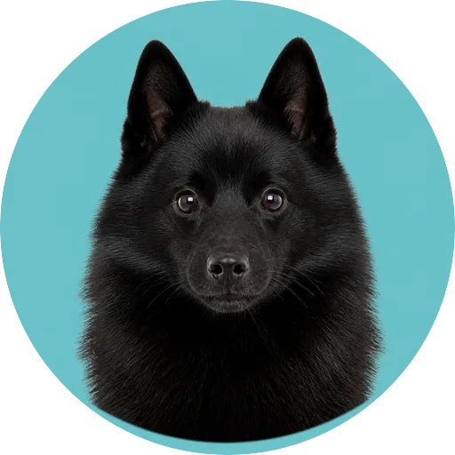 Retrato frontal de cachorro da raça Schipperke em fundo turquesa