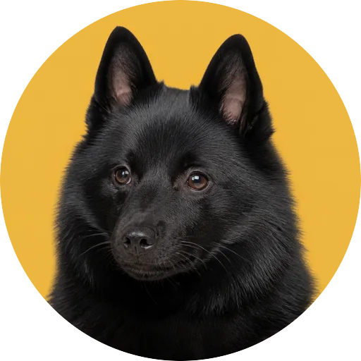 Retrato em ângulo três quartos de cachorro da raça Schipperke em fundo mostarda