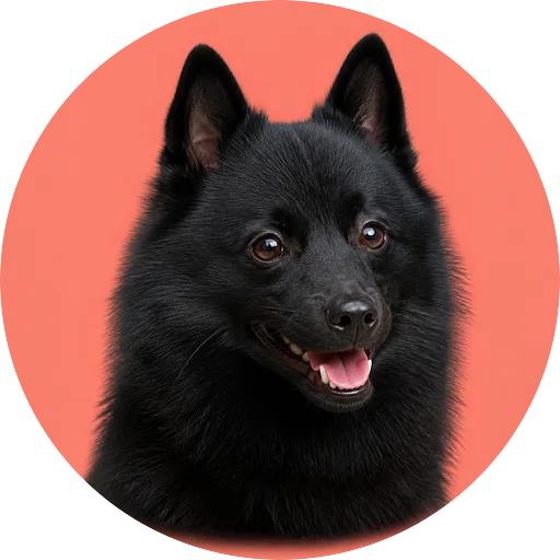 Retrato em ângulo três quartos de cachorro da raça Schipperke em fundo coral