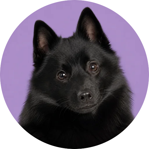 Retrato de cachorro da raça Schipperke com leve inclinação da cabeça em fundo lilás