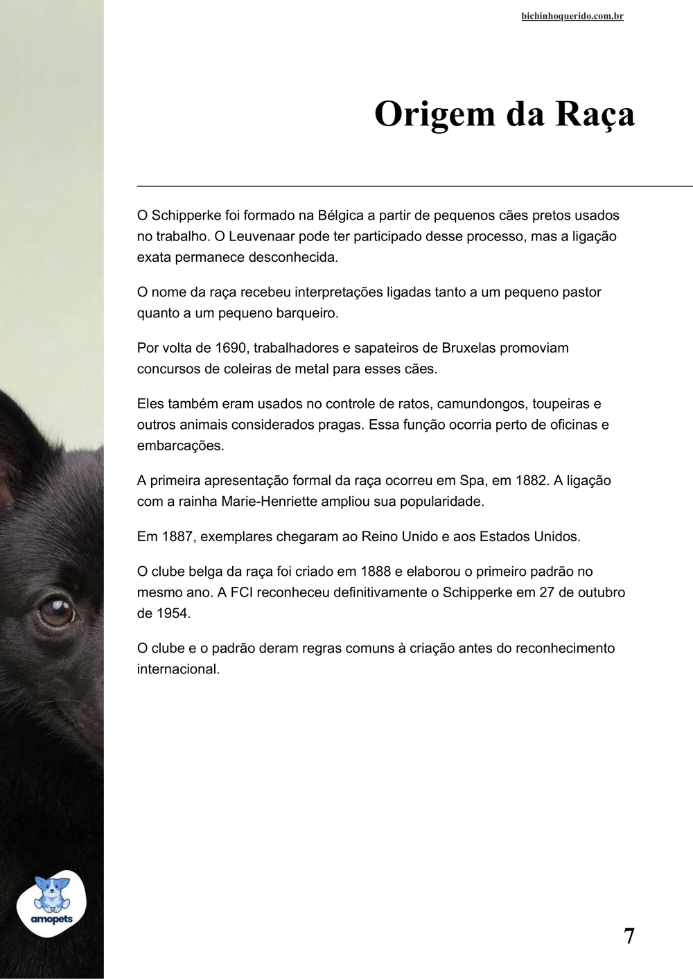 origem da raça no e-book Guia de Como Cuidar do Schipperke