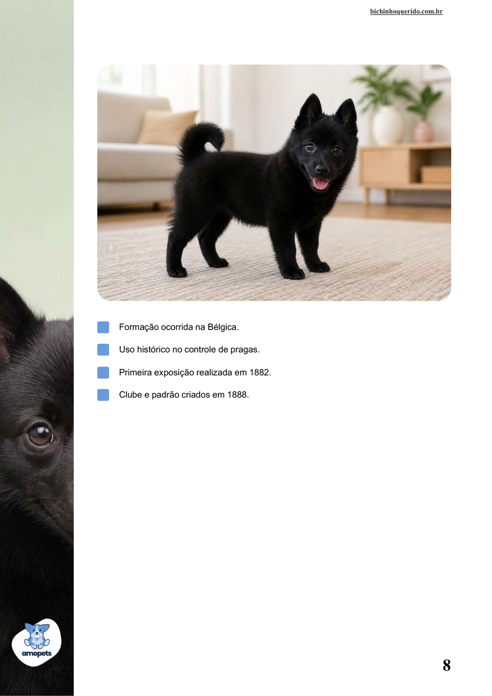 características do Schipperke no e-book Guia de Como Cuidar do Schipperke