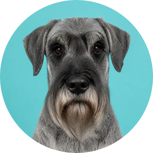 Retrato frontal de cachorro da raça Schnauzer Gigante em fundo turquesa