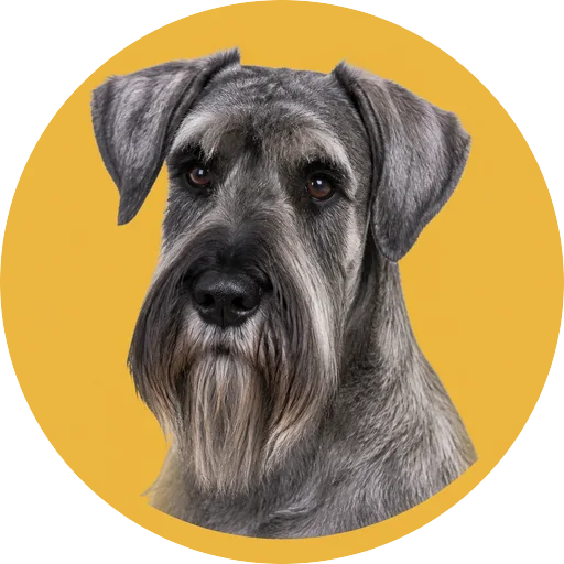 Retrato em ângulo três quartos de cachorro da raça Schnauzer Gigante em fundo mostarda