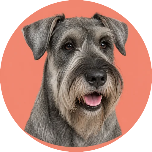 Retrato em ângulo três quartos de cachorro da raça Schnauzer Gigante em fundo coral