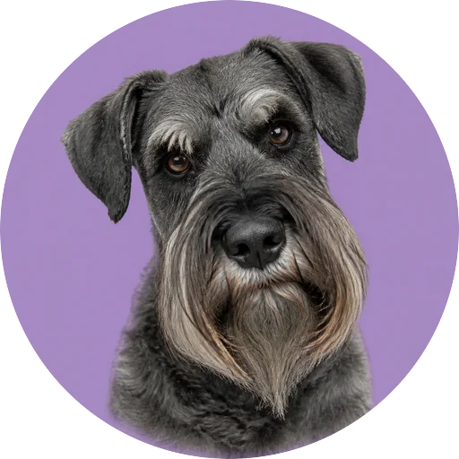Retrato de cachorro da raça Schnauzer Gigante com leve inclinação da cabeça em fundo lilás