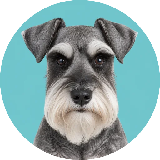 Retrato frontal de cachorro da raça Schnauzer em fundo turquesa