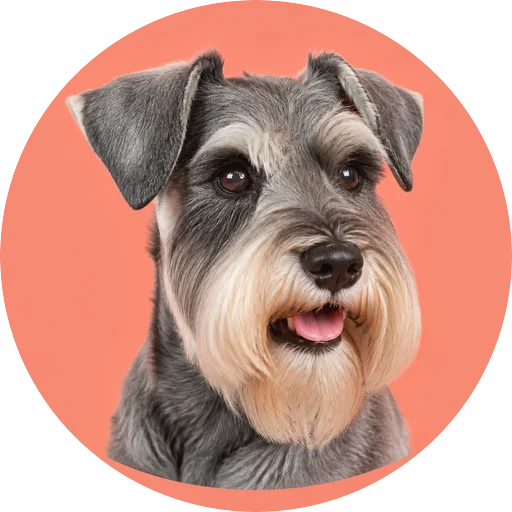 Retrato em ângulo três quartos de cachorro da raça Schnauzer em fundo coral