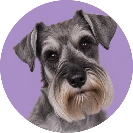 Retrato de cachorro da raça Schnauzer com leve inclinação da cabeça em fundo lilás