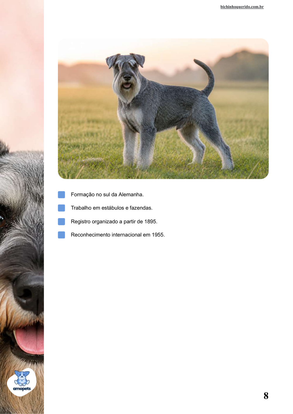 características do Schnauzer no e-book Guia de Como Cuidar do Schnauzer
