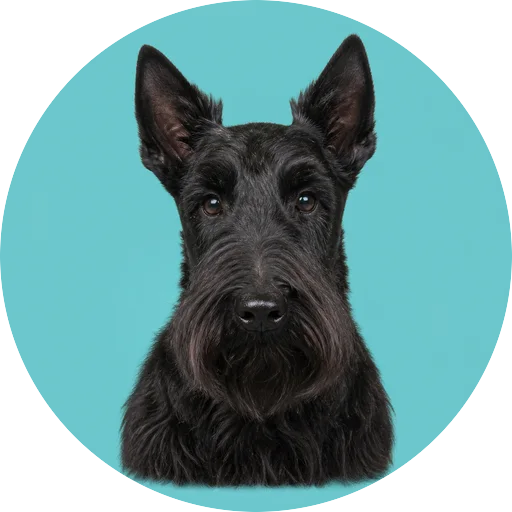 Retrato frontal de cachorro da raça Scottish Terrier em fundo turquesa