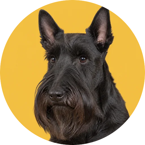 Retrato em ângulo três quartos de cachorro da raça Scottish Terrier em fundo mostarda