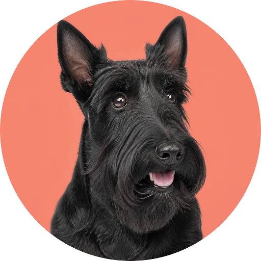 Retrato em ângulo três quartos de cachorro da raça Scottish Terrier em fundo coral