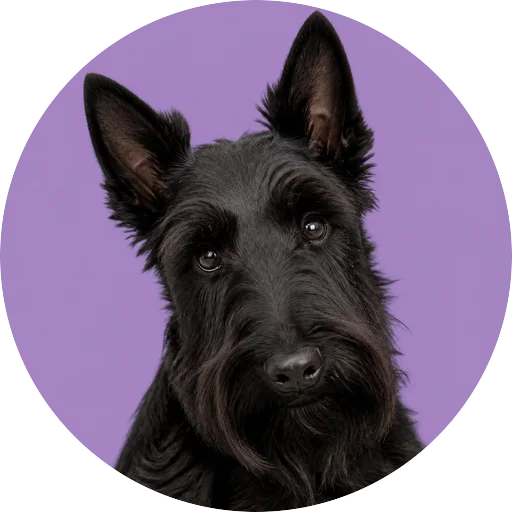 Retrato de cachorro da raça Scottish Terrier com leve inclinação da cabeça em fundo lilás