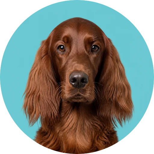 Retrato frontal de cachorro da raça Setter Irlandês em fundo turquesa