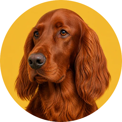 Retrato em ângulo três quartos de cachorro da raça Setter Irlandês em fundo mostarda