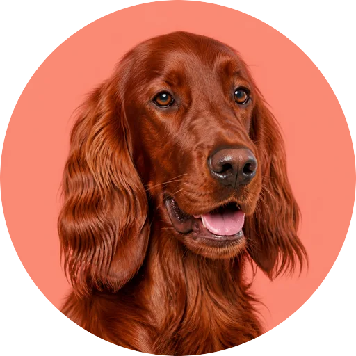 Retrato em ângulo três quartos de cachorro da raça Setter Irlandês em fundo coral