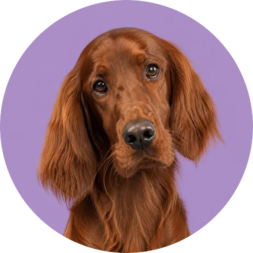 Retrato de cachorro da raça Setter Irlandês com leve inclinação da cabeça em fundo lilás