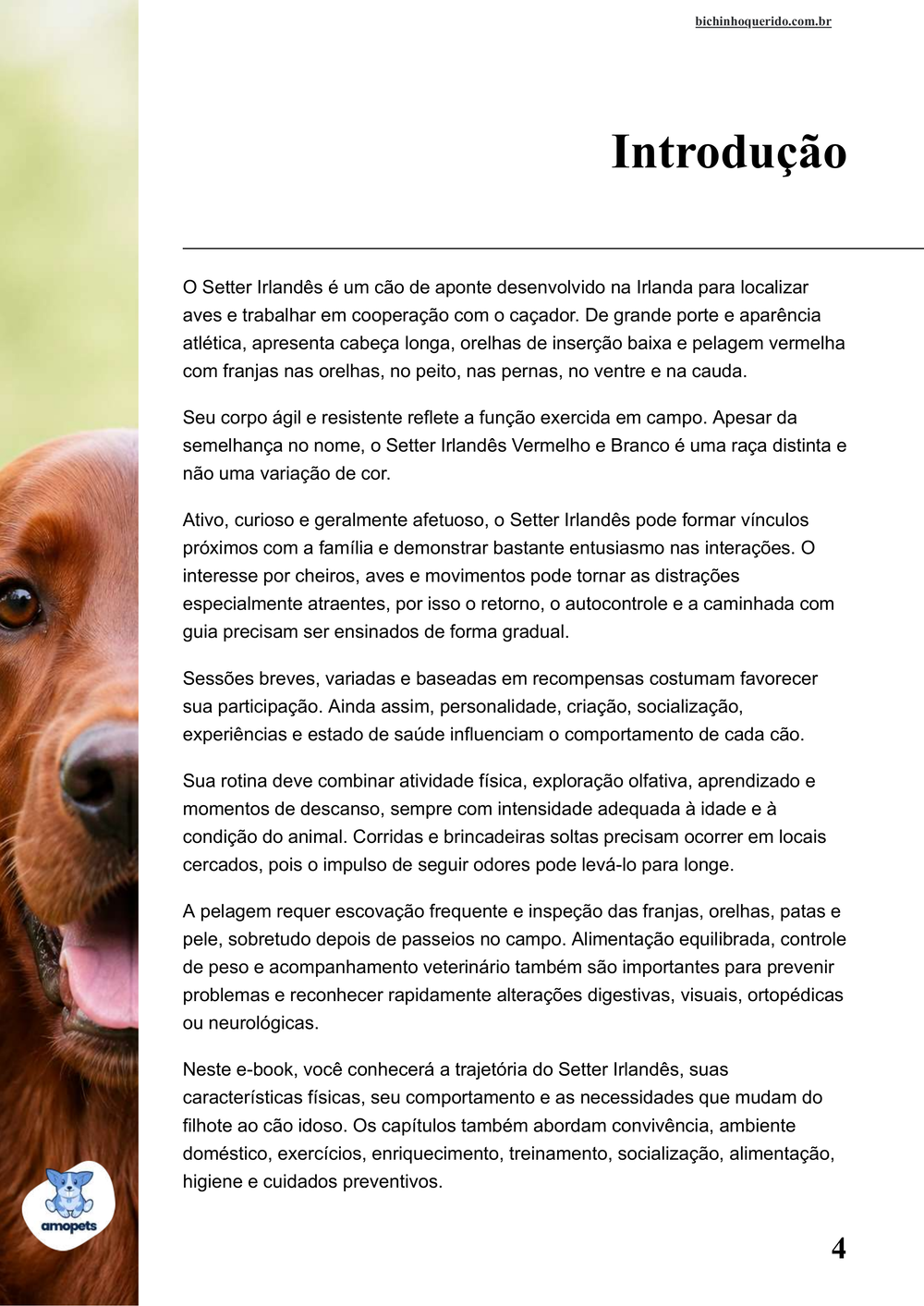introdução do e-book Guia de Como Cuidar do Setter Irlandês