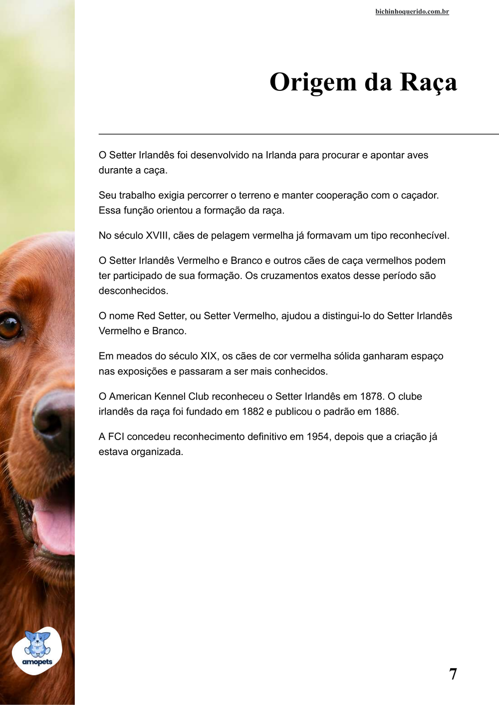 origem da raça no e-book Guia de Como Cuidar do Setter Irlandês