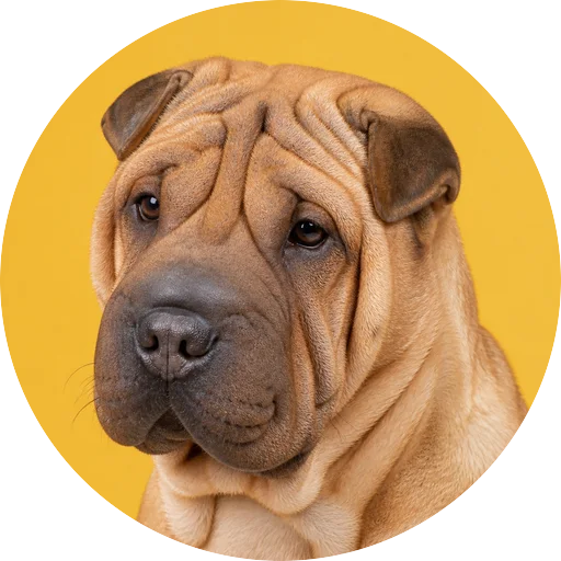 Retrato em ângulo três quartos de cachorro da raça Shar Pei em fundo mostarda