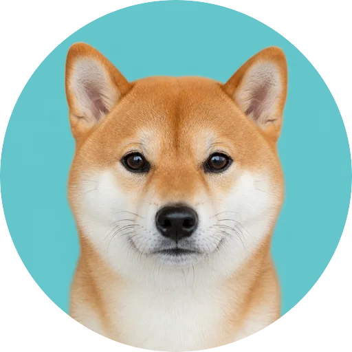 Retrato frontal de cachorro da raça Shiba Inu em fundo turquesa