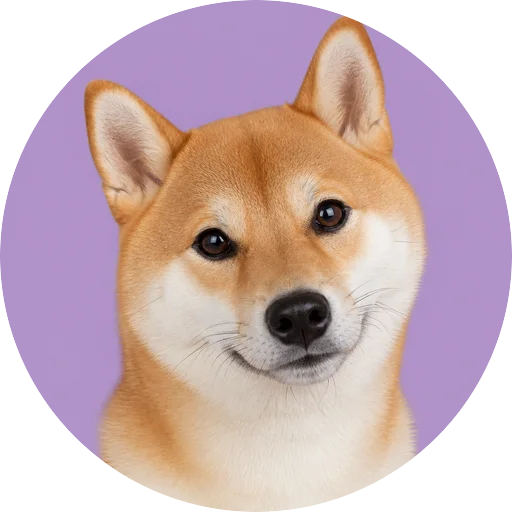 Retrato de cachorro da raça Shiba Inu com leve inclinação da cabeça em fundo lilás