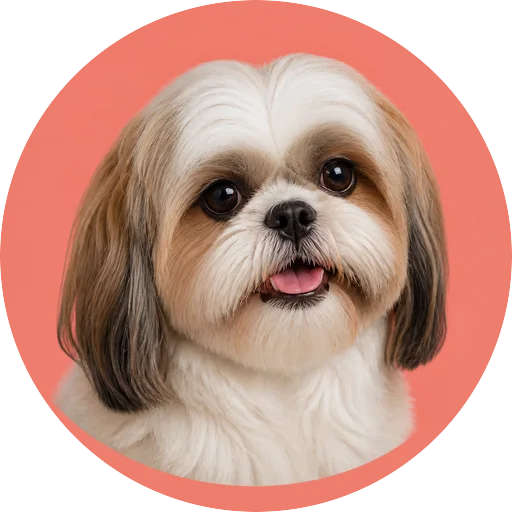 Retrato em ângulo três quartos de cachorro da raça Shih Tzu em fundo coral