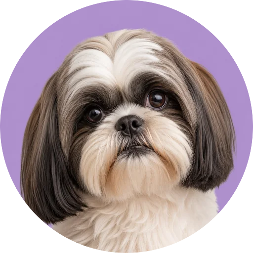 Retrato de cachorro da raça Shih Tzu com leve inclinação da cabeça em fundo lilás