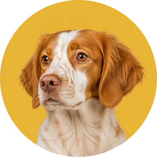 Retrato em ângulo três quartos de cachorro da raça Spaniel Bretão em fundo mostarda