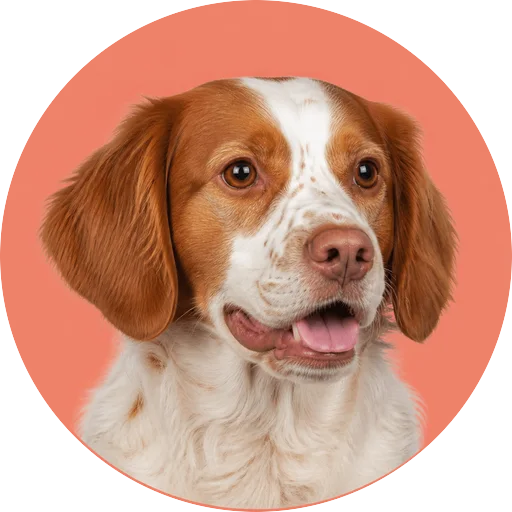 Retrato em ângulo três quartos de cachorro da raça Spaniel Bretão em fundo coral