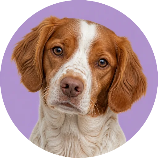 Retrato de cachorro da raça Spaniel Bretão com leve inclinação da cabeça em fundo lilás