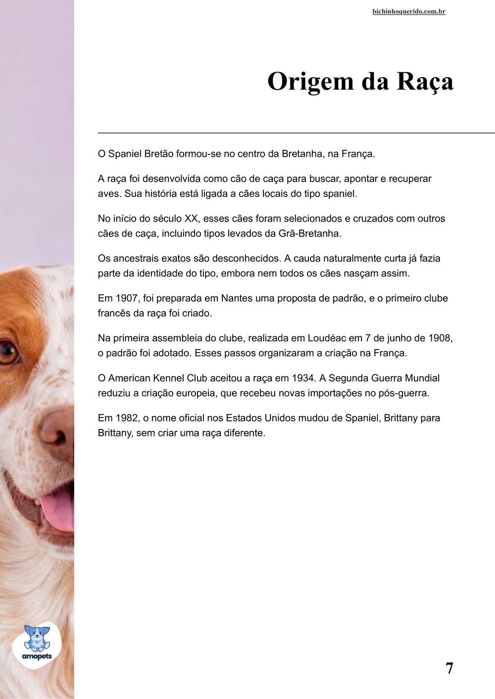 origem da raça no e-book Guia de Como Cuidar do Spaniel Bretão