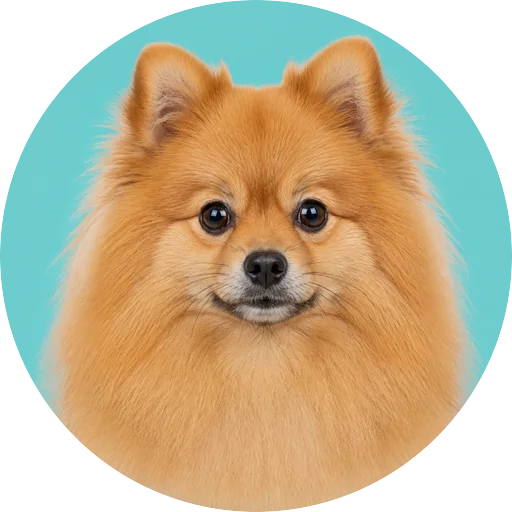 Retrato frontal de cachorro da raça Spitz Alemão em fundo turquesa