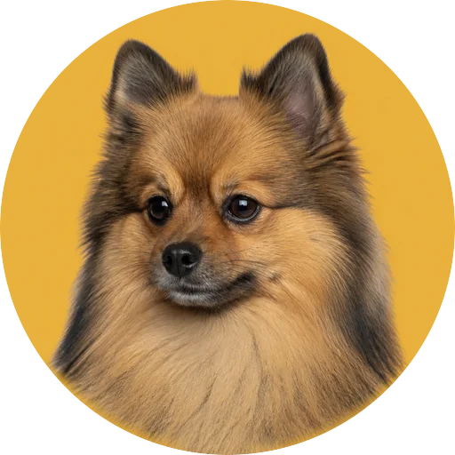 Retrato em ângulo três quartos de cachorro da raça Spitz Alemão em fundo mostarda