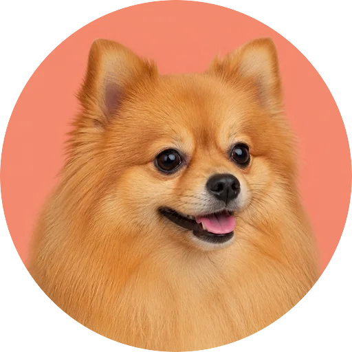 Retrato em ângulo três quartos de cachorro da raça Spitz Alemão em fundo coral