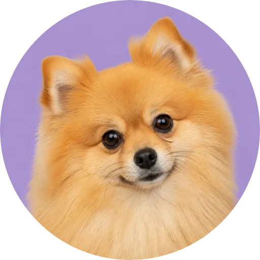 Retrato de cachorro da raça Spitz Alemão com leve inclinação da cabeça em fundo lilás