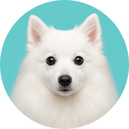 Retrato frontal de cachorro da raça Spitz Japonês em fundo turquesa